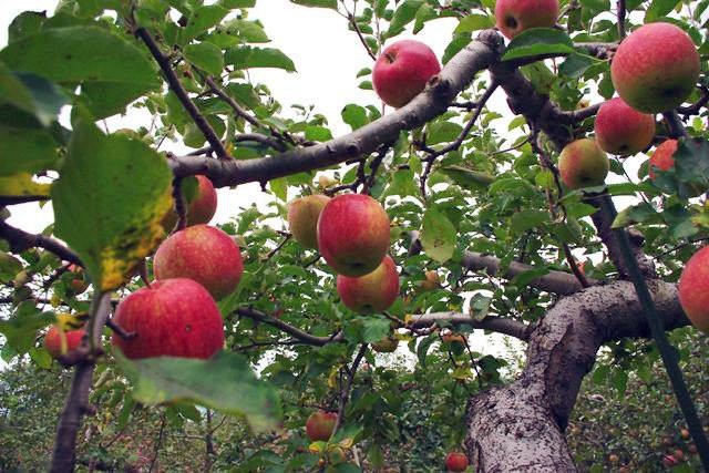 Táo Nhật to như quả bưởi, giá nửa triệu đồng/kg ồ ạt vào Việt Nam - 2
Những trái táo thần kỳ được trồng theo chế độ chăm sóc đặc biệt tại trang trại của ông Okinori Kimura - một nông dân Nhật Bản nổi tiếng nhờ phương pháp trồng táo không cần phân bón hóa học và thuốc trừ sâu.