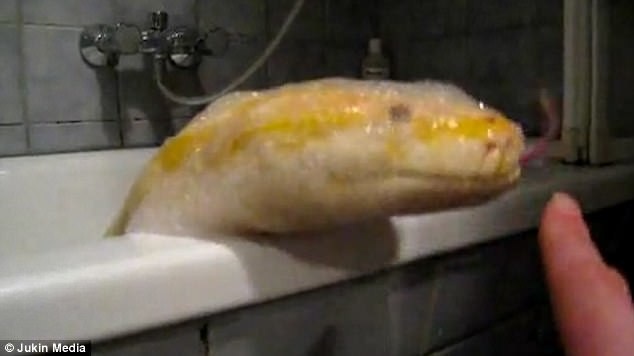 Video: Đem trăn khổng lồ vào nhà tắm như thú cưng - 2 Con trăn không hề tỏ ra khó chịu khi ngâm mình trong nước ngập xà phòng.