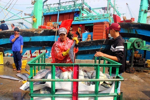 Đầu năm, ngư dân Bình Định trúng đậm cá ngừ sọc dưa, thu về tiền tỷ - 3 Đầu năm, ngư dân Bình Định trúng đậm cá ngừ sọc dưa, thu về tiền tỷ - 3