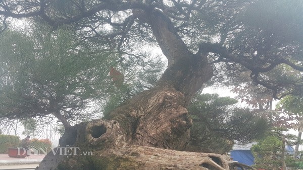 Chiêm ngưỡng phi lao kiểng cổ dáng siêu phong, giá nửa tỷ đồng - 3 Chiêm ngưỡng phi lao kiểng cổ dáng siêu phong, giá nửa tỷ đồng - 3