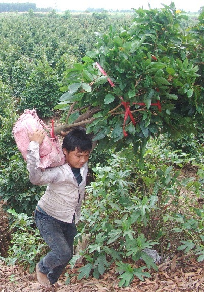 Những "nghệ nhân" bứng mai Tết kiếm tiền triệu mỗi ngày ở Sài Gòn - 3 Thi thoảng vẫn bắt gặp những thanh thiếu niên vật vã cõng mai ra bến chờ.