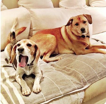 Sau khi chuyển sang Anh, Guy vẫn sẽ sát cánh cùng Meghan Markle trong cuộc sống hoàng gia. Tuy nhiên, Bogart sẽ phải ở lại và sống với một người bạn thân thiết của Meghan tại Canada do chú chó này đã quá tuổi để bay đi bay lại vượt đại dương.