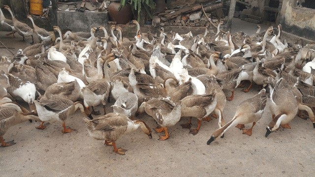 Kiếm hàng trăm triệu đồng nhờ nuôi ngỗng sạch bán Tết - 3 Kiếm hàng trăm triệu đồng nhờ nuôi ngỗng sạch bán Tết - 3