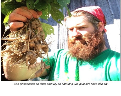 Những điều chưa biết về nhân Sâm Hoa Kỳ - 1 Những điều chưa biết về nhân Sâm Hoa Kỳ - 1