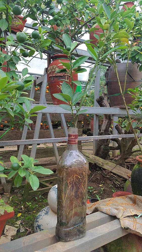 Độc đáo quất cảnh mọc từ chai thuỷ tinh - 8
Một cây giống anh Quang đã ươm trồng trong vỏ chai từ đầu năm nhưng phải đến Tết năm sau mới bán được.
