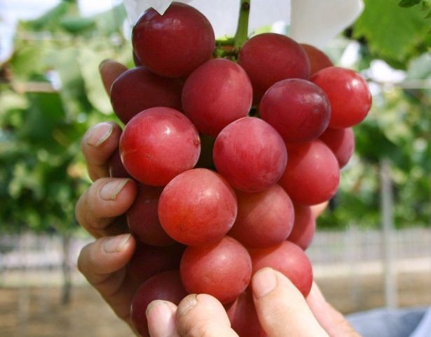 Lý do thực sự khiến trái cây Nhật Bản có giá "trên trời" - 1 Lý do thực sự khiến trái cây Nhật Bản có giá "trên trời" - 1
