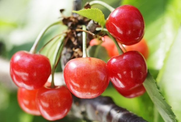 Lý do thực sự khiến trái cây Nhật Bản có giá "trên trời" - 4 Lý do thực sự khiến trái cây Nhật Bản có giá "trên trời" - 4