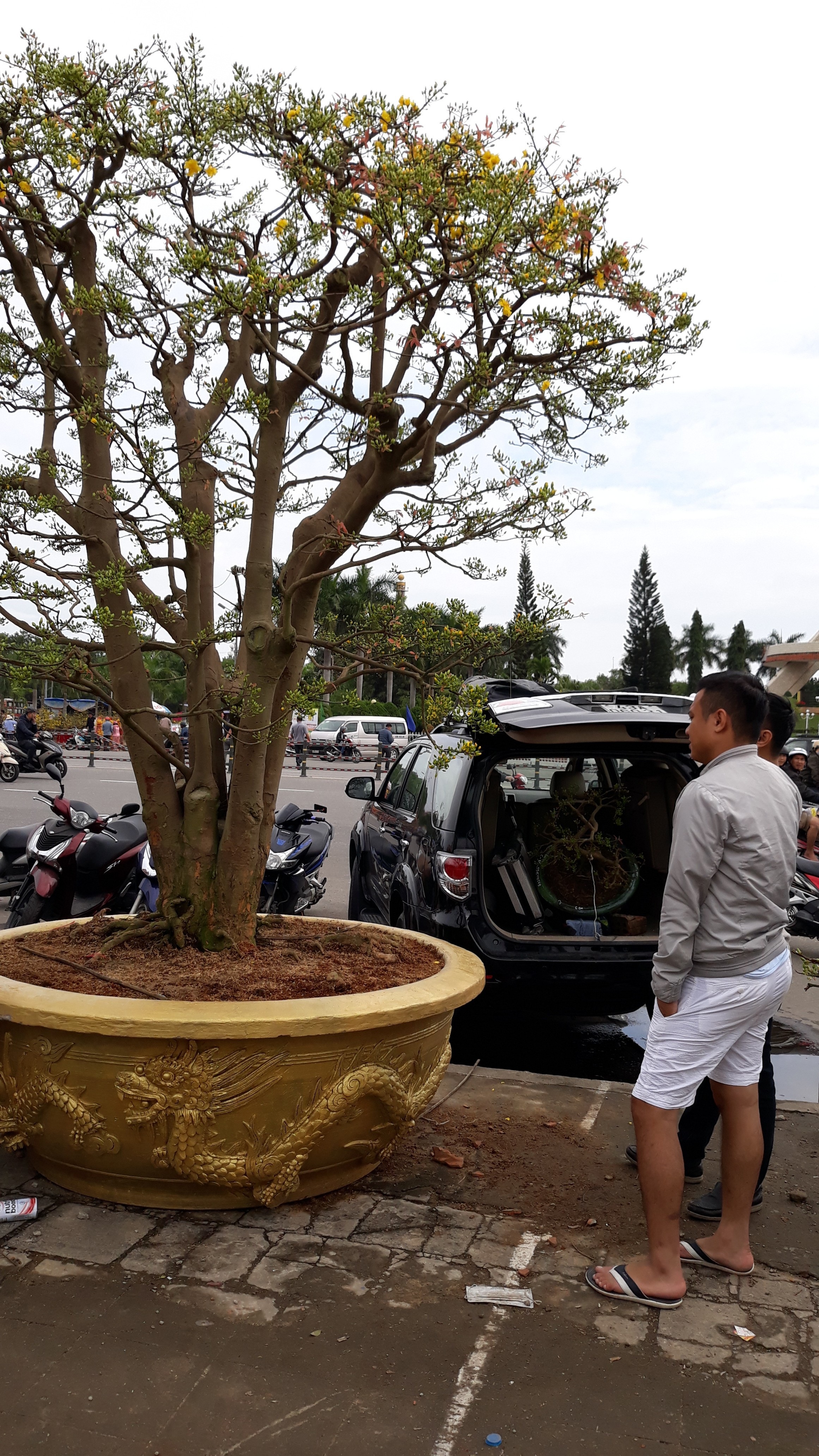 Cây mai hơn 100 tuổi, giá 3 tỷ đồng lại xuống chợ hoa Tết Đà Nẵng - 2 Cây mai hơn 100 tuổi, giá 3 tỷ đồng lại xuống chợ hoa Tết Đà Nẵng - 2