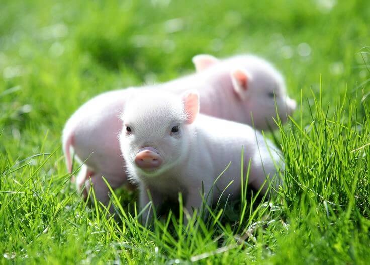 Kỳ lạ người phụ nữ nuôi bốn chú lợn làm “thú cưng” trong nhà