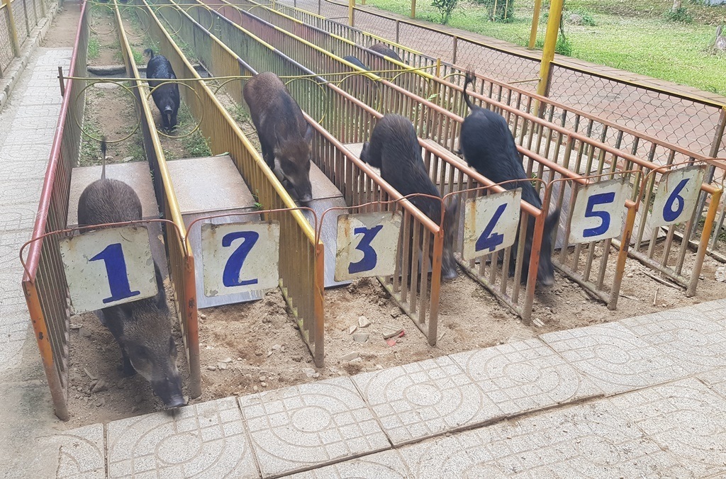 Mùng 2 Tết, cười bể bụng với bầy heo đua - 5 Mùng 2 Tết, cười bể bụng với bầy heo đua - 5