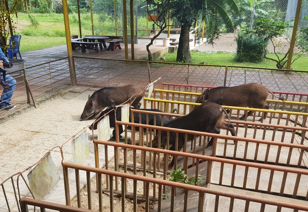 Mùng 2 Tết, cười bể bụng với bầy heo đua - 7 Mùng 2 Tết, cười bể bụng với bầy heo đua - 7