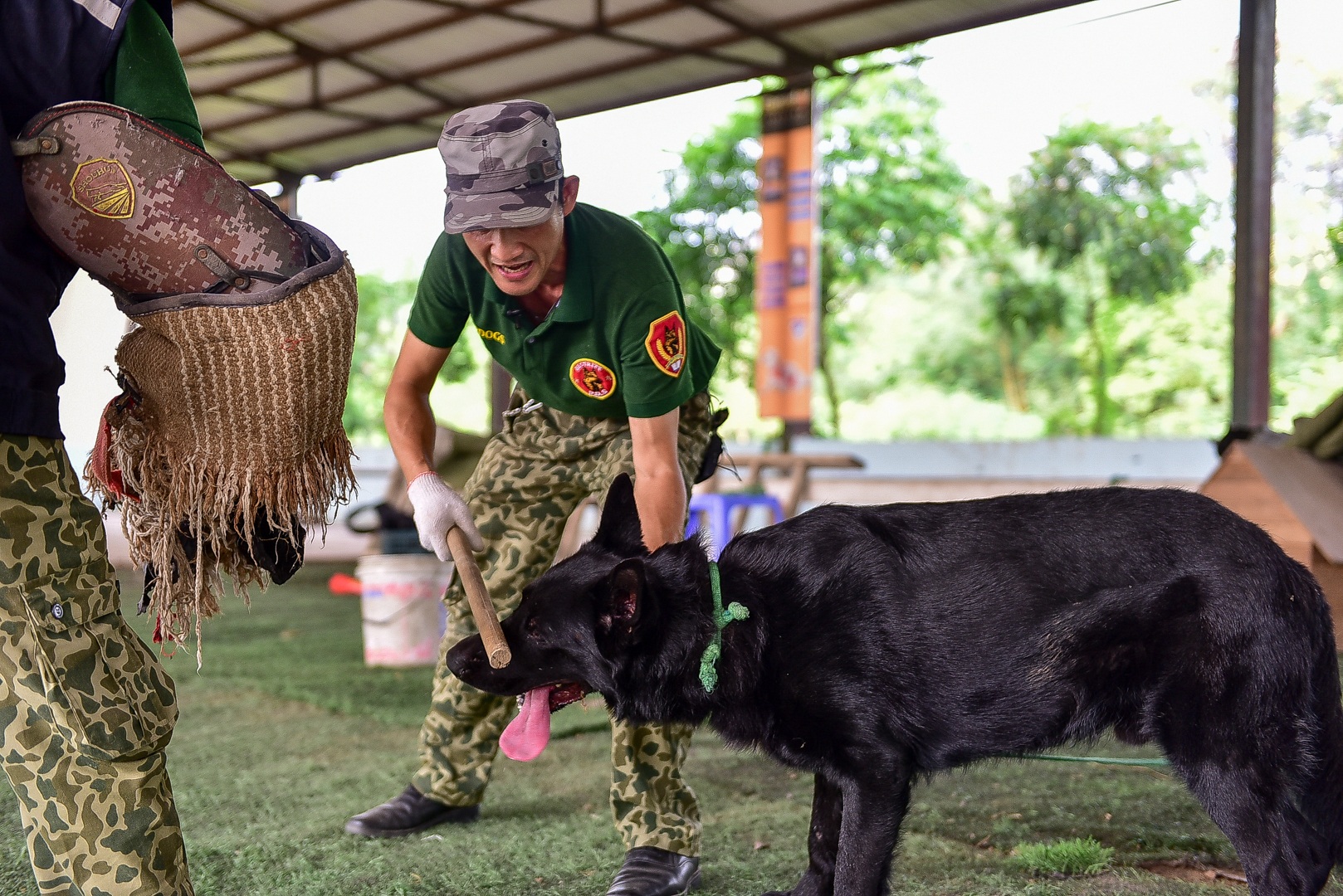 Sau hàng loạt vụ chó tấn công kinh hoàng: Những kinh nghiệm sống còn để thoát hiểm - 19 Sau hàng loạt vụ chó tấn công kinh hoàng: Những kinh nghiệm sống còn để thoát hiểm - 19