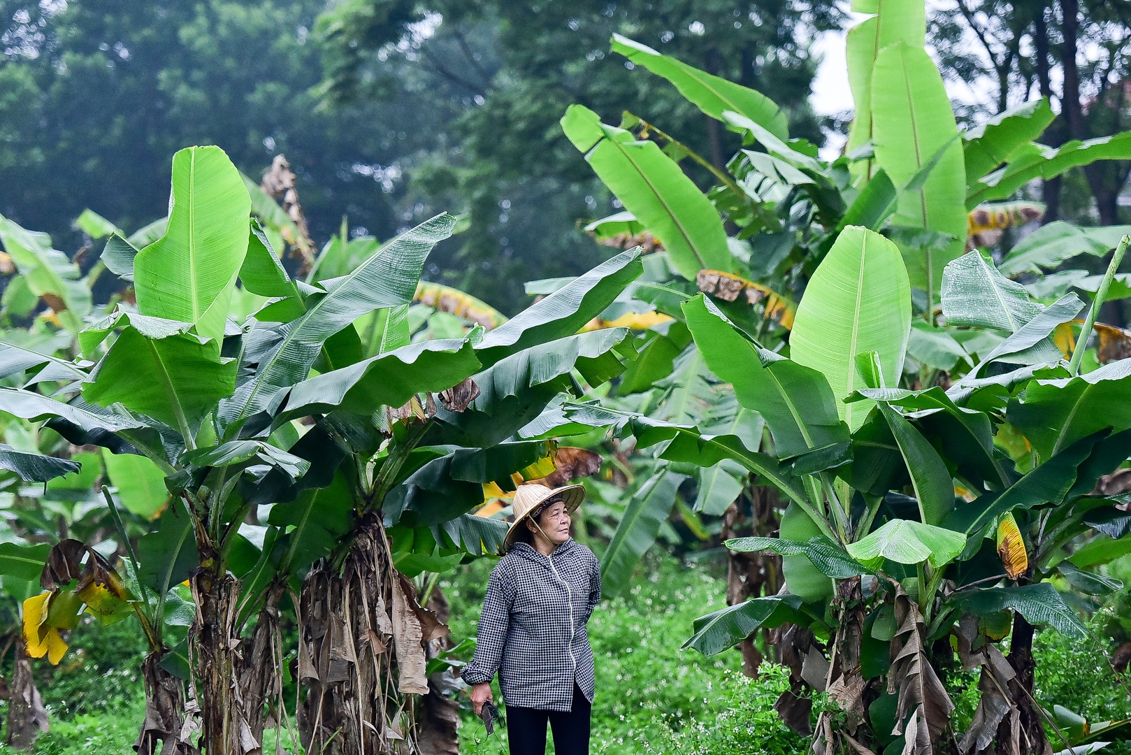 Gặp người phụ nữ hơn 35 năm hái lá chuối mưu sinh - 1 Gặp người phụ nữ hơn 35 năm hái lá chuối mưu sinh - 1