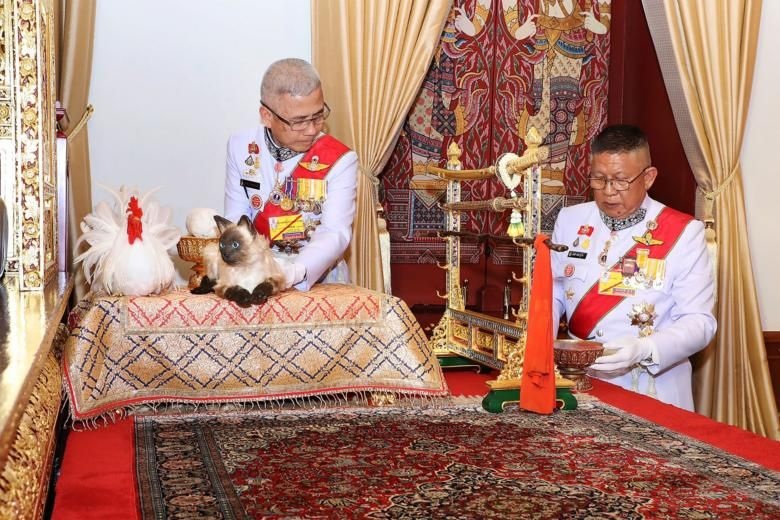 Con mèo gây xôn xao dư luận trong lễ đăng quang của Nhà vua Thái Lan