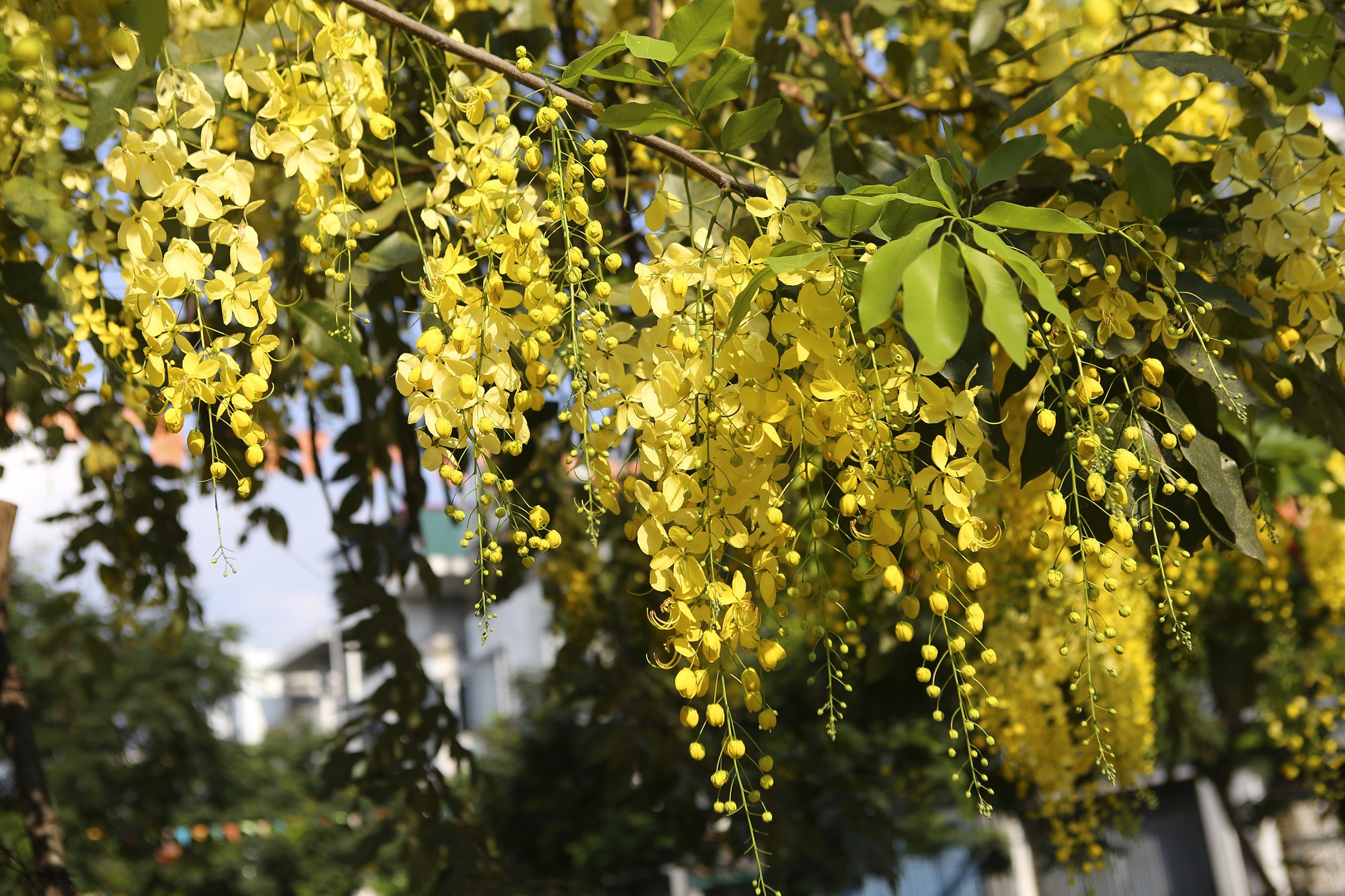 Hà Nội những mùa hoa tháng 5 - 14 Hà Nội những mùa hoa tháng 5 - 14