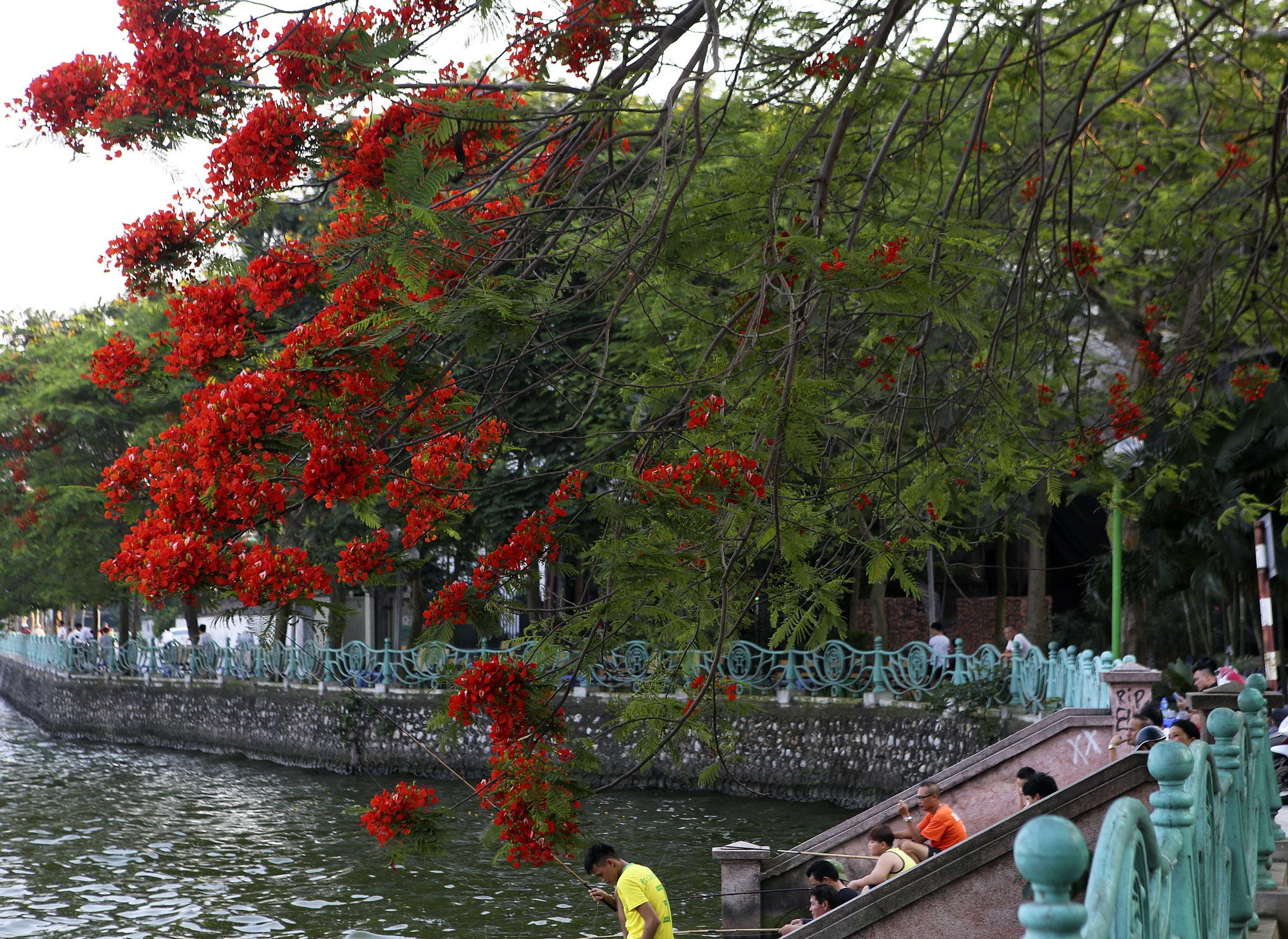 Hà Nội những mùa hoa tháng 5 - 4 Hà Nội những mùa hoa tháng 5 - 4