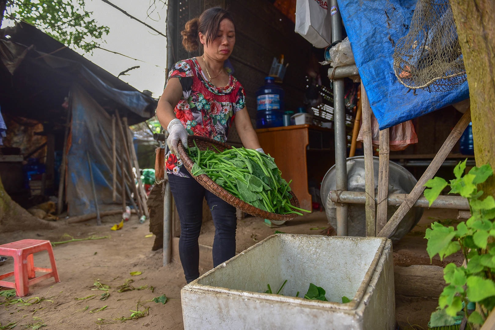 Chị em “bà trùm” rau sạch nơi “đảo hoang” giữa sông Hồng - 3 Chị em “bà trùm” rau sạch nơi “đảo hoang” giữa sông Hồng - 3