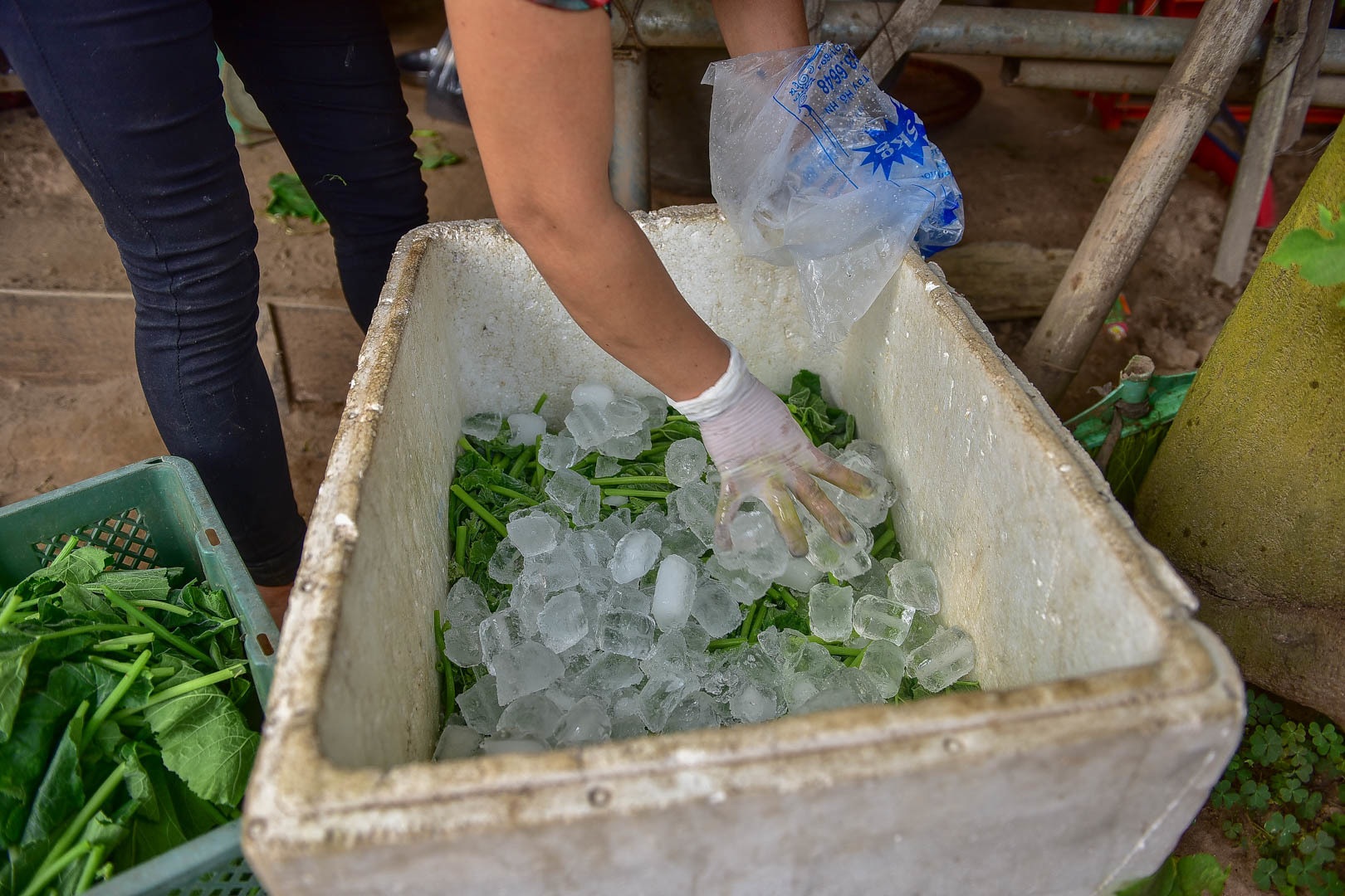 Chị em “bà trùm” rau sạch nơi “đảo hoang” giữa sông Hồng - 18 Chị em “bà trùm” rau sạch nơi “đảo hoang” giữa sông Hồng - 18