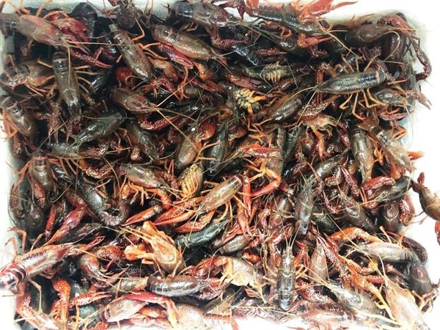 Cơ quan kiểm soát môi trường lên tiếng việc phát tán tôm hùm đất - 2 Cơ quan kiểm soát môi trường lên tiếng việc phát tán tôm hùm đất - 2