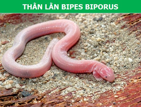 Những lo&agrave;i b&ograve; s&aacute;t kỳ lạ bậc nhất h&agrave;nh tinh! - 1