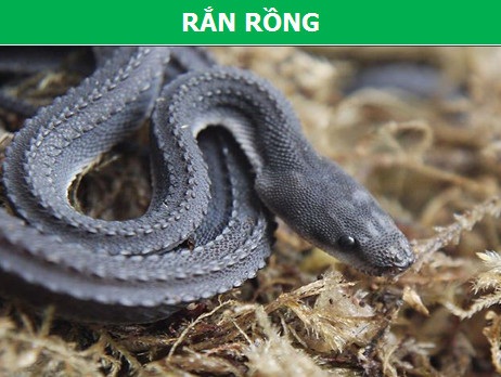 Những lo&agrave;i b&ograve; s&aacute;t kỳ lạ bậc nhất h&agrave;nh tinh! - 2