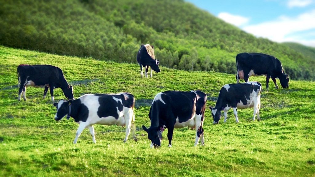 Sữa tươi ít đường Mộc Châu Milk: Sản phẩm chất lượng từ công ty trên 60 năm lịch sử - 1