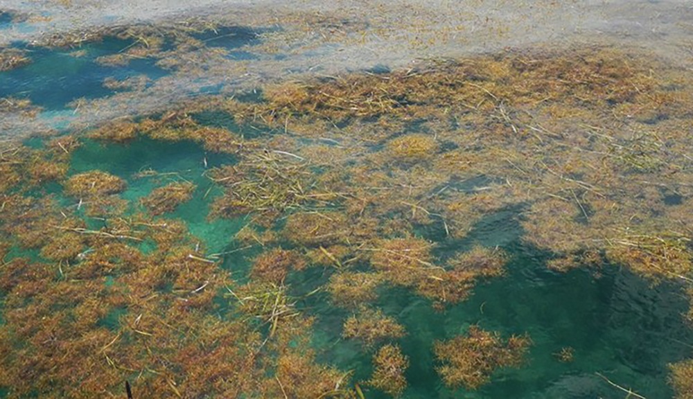 Саргассово море дайвинг