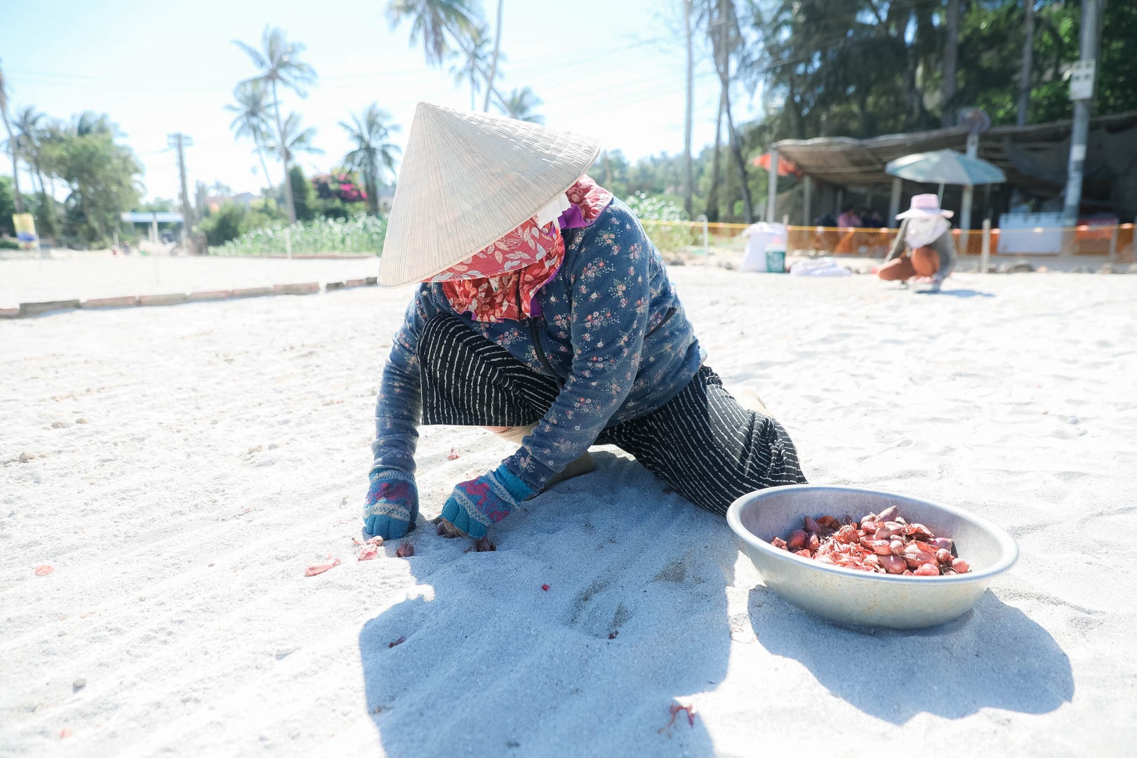 Ngọc tím Lý Sơn vào vụ: Giá cao gấp đôi, nông dân khấp khởi vui mừng - 17 Ngọc tím Lý Sơn vào vụ: Giá cao gấp đôi, nông dân khấp khởi vui mừng - 17
