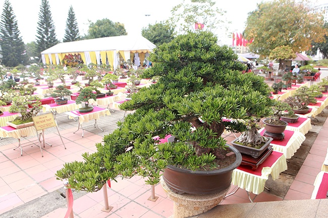 Cây để bàn Chậu tùng la hán 20-11 Cây cảnh
