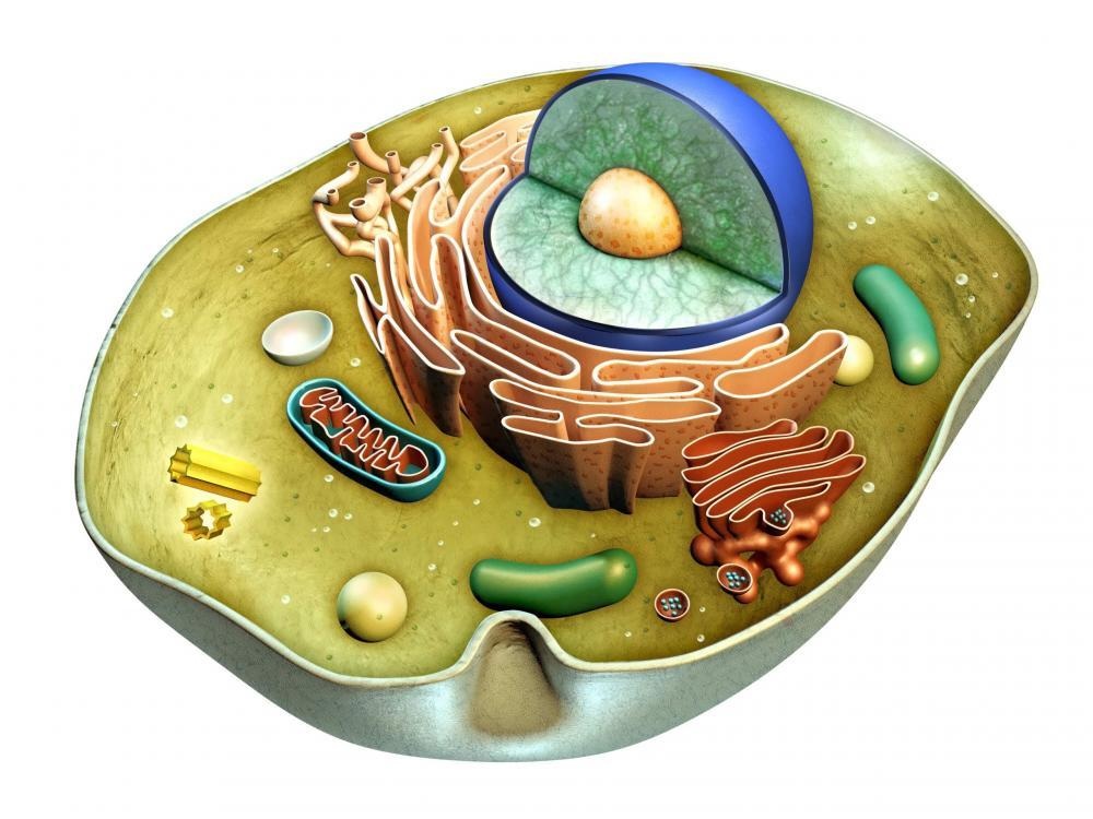 Xét nghiệm ADN và những điều cần biết? - 1 Xét nghiệm ADN và những điều cần biết? - 1