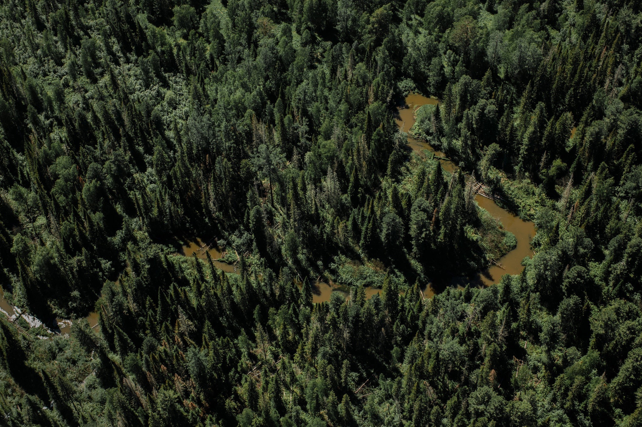 “Cơn khát” gỗ của Trung Quốc càn quét những cánh rừng ở Nga