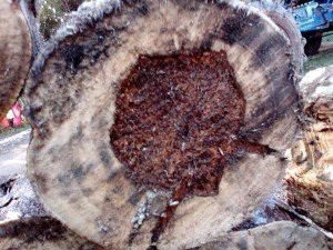 Philippines bắt 5 người Việt nghi vận chuyển trái phép trầm hương