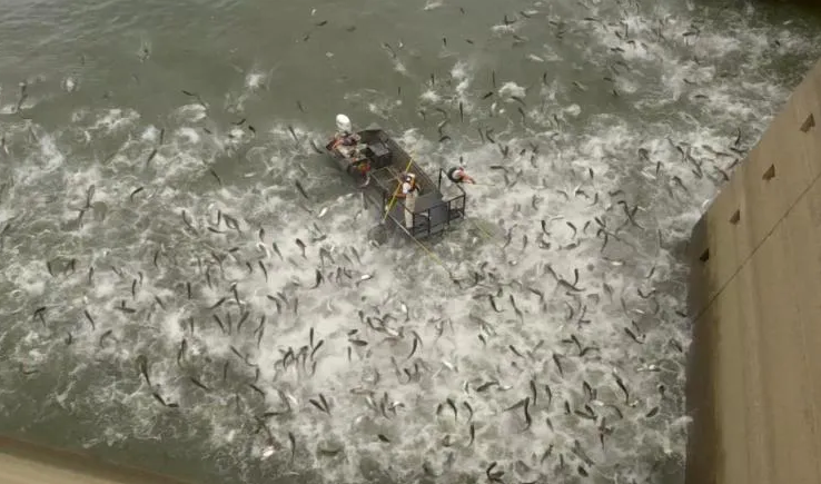 Mỹ: Khoảnh khắc đàn cá chép khổng lồ ào lên mặt nước gây “sốt”