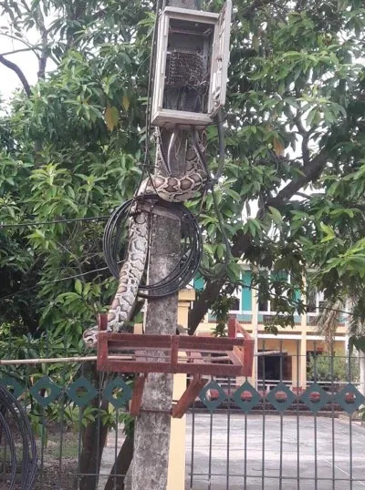 Phú Thọ: Tá hoả vì trăn khủng vắt vẻo trên cột điện đầu xóm - 1 Phú Thọ: Tá hoả vì trăn khủng vắt vẻo trên cột điện đầu xóm - 1