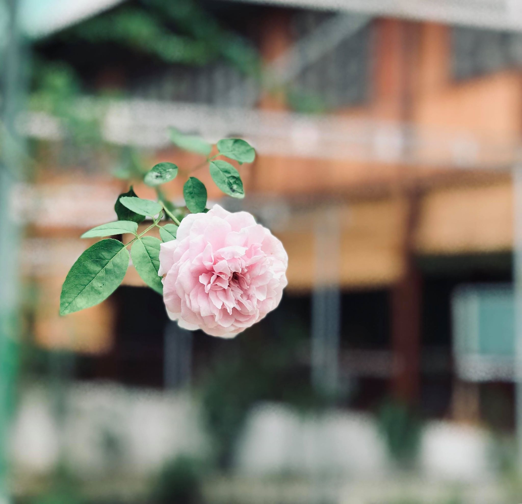 Ngày khai giảng không giống ai ở “trường Tottochan” giữa lòng Hà Nội - 10 Ngày khai giảng không giống ai ở “trường Tottochan” giữa lòng Hà Nội - 10