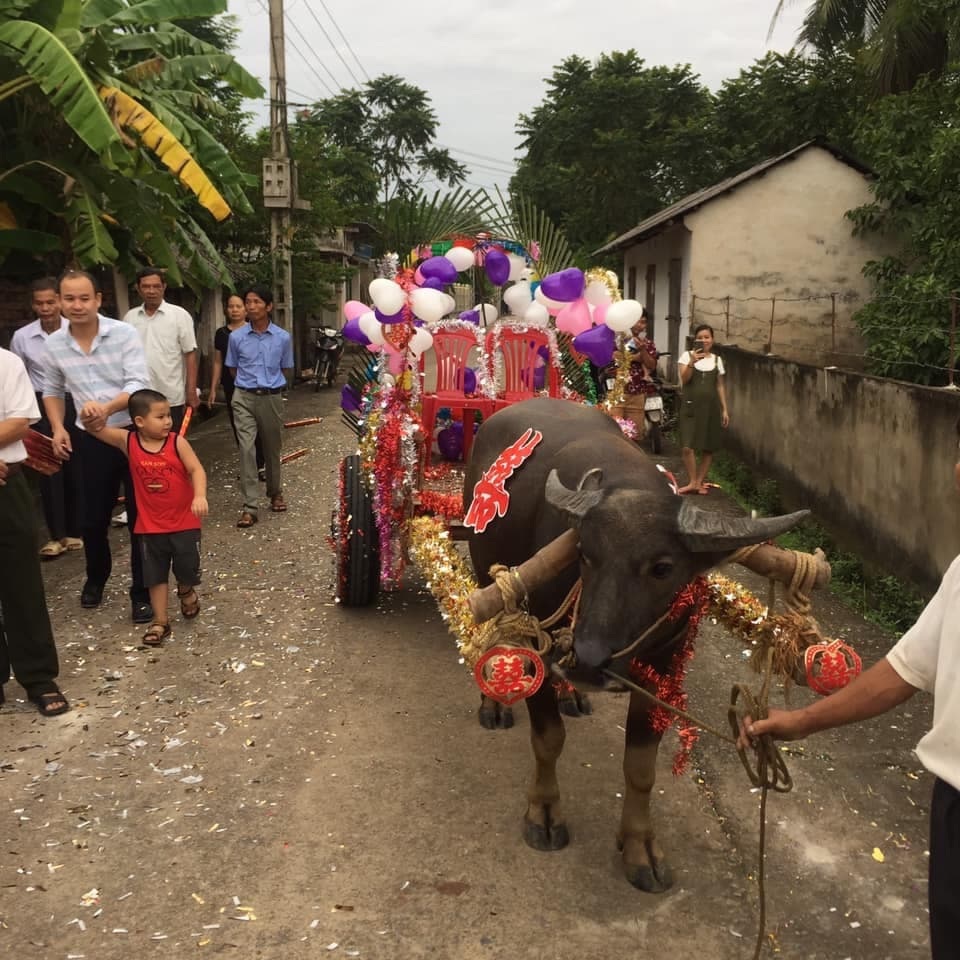 Độc đáo đám cưới rước dâu bằng xe trâu ở Thanh Hóa - 3
