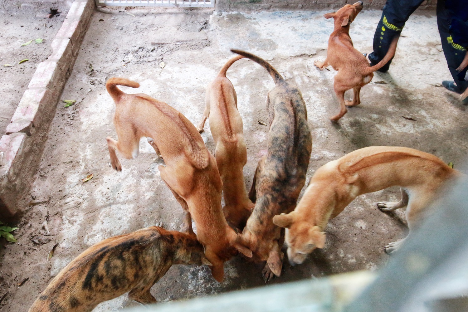 Cận cảnh đàn chó Phú Quốc bạc tỷ của “bóng hồng” xinh đẹp Hà Nội - 9 Cận cảnh đàn chó Phú Quốc bạc tỷ của “bóng hồng” xinh đẹp Hà Nội - 9