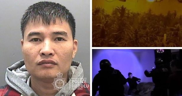 Anh tuyên án nhóm người Việt trồng cần sa quy mô lớn - 2 Anh tuyên án nhóm người Việt trồng cần sa quy mô lớn - 2