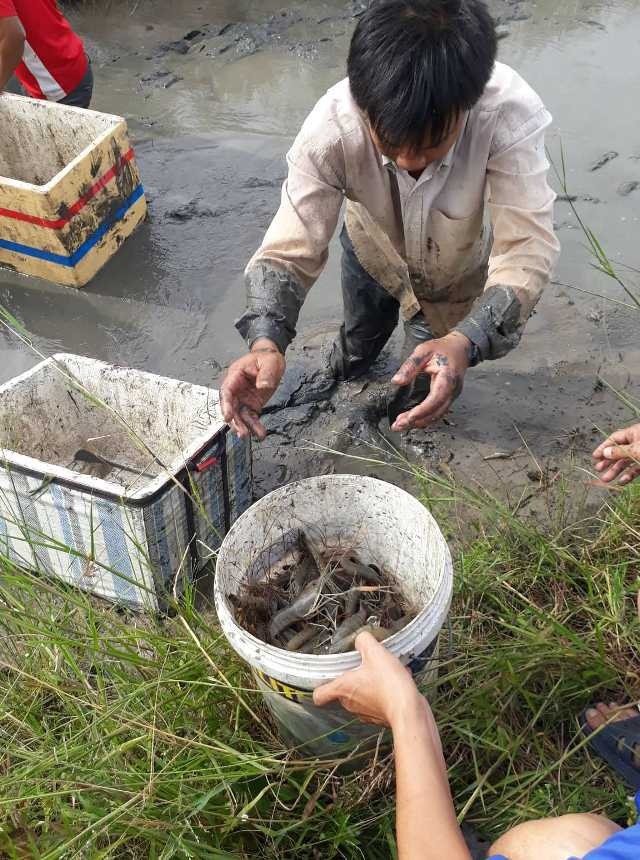 Về quê trải nghiệm lội bùn bắt cá, tôm ngày nghỉ Tết - 5 Về quê trải nghiệm lội bùn bắt cá, tôm ngày nghỉ Tết - 5