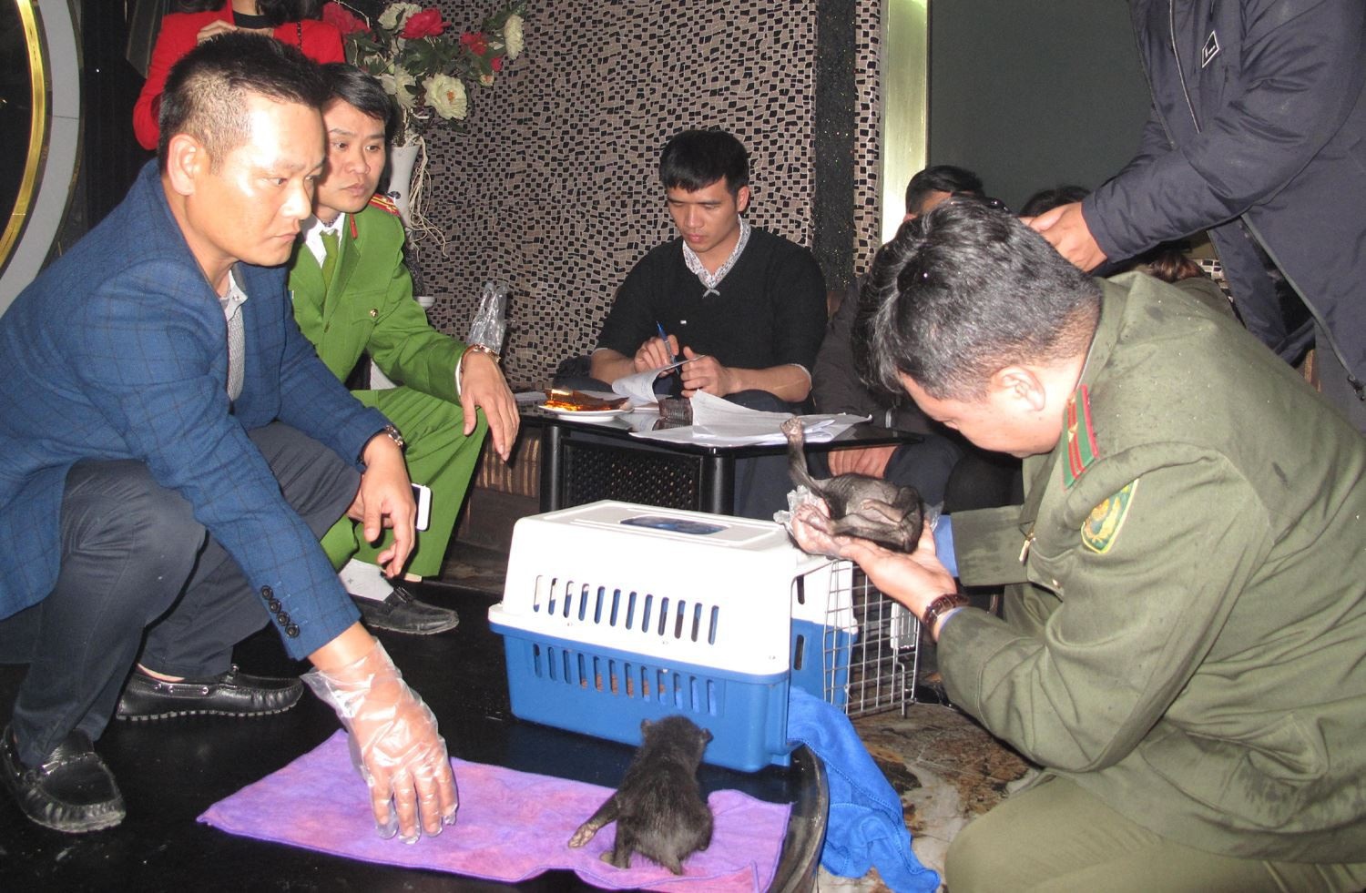 Giải cứu 2 cá thể gấu ngựa đang bị đem bán - Ảnh 1. Giải cứu 2 cá thể gấu ngựa đang bị đem bán - Ảnh 1.