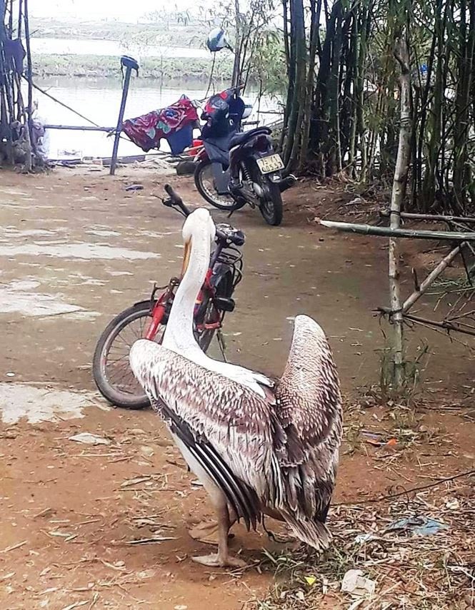 Bắt được 2 con chim lạ khổng lồ, lông đổi màu theo mùa - Ảnh 5. Bắt được 2 con chim lạ khổng lồ, lông đổi màu theo mùa - Ảnh 5.