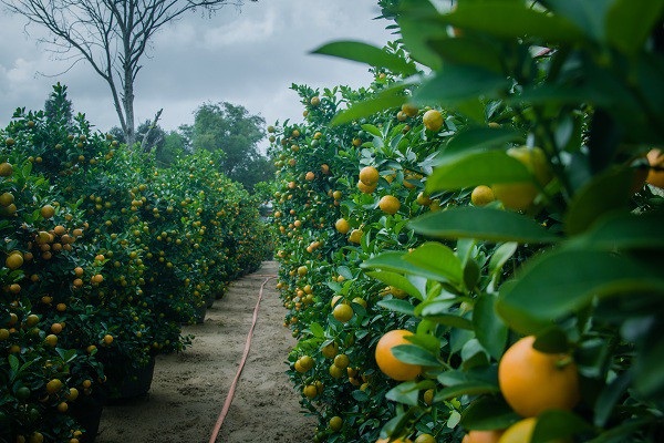 Người trồng quất kiểng Hội An sẵn sàng cho Tết Nguyên đán - Ảnh 1. Người trồng quất kiểng Hội An sẵn sàng cho Tết Nguyên đán - Ảnh 1.