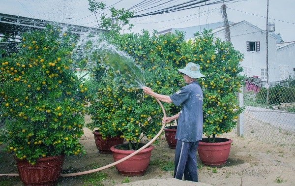 Người trồng quất kiểng Hội An sẵn sàng cho Tết Nguyên đán - Ảnh 2. Người trồng quất kiểng Hội An sẵn sàng cho Tết Nguyên đán - Ảnh 2.