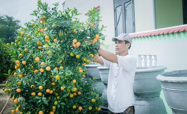 Người trồng quất kiểng Hội An sẵn sàng cho Tết Nguyên đán - Ảnh 11. Người trồng quất kiểng Hội An sẵn sàng cho Tết Nguyên đán - Ảnh 11.
