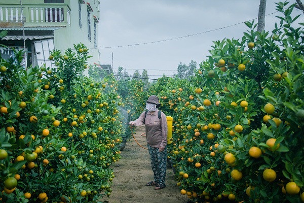Người trồng quất kiểng Hội An sẵn sàng cho Tết Nguyên đán - Ảnh 3. Người trồng quất kiểng Hội An sẵn sàng cho Tết Nguyên đán - Ảnh 3.