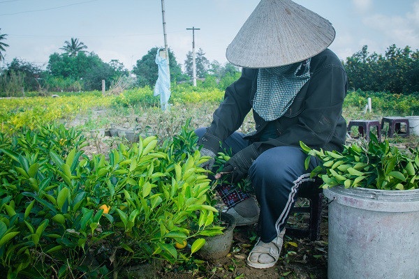 Người trồng quất kiểng Hội An sẵn sàng cho Tết Nguyên đán - Ảnh 5. Người trồng quất kiểng Hội An sẵn sàng cho Tết Nguyên đán - Ảnh 5.