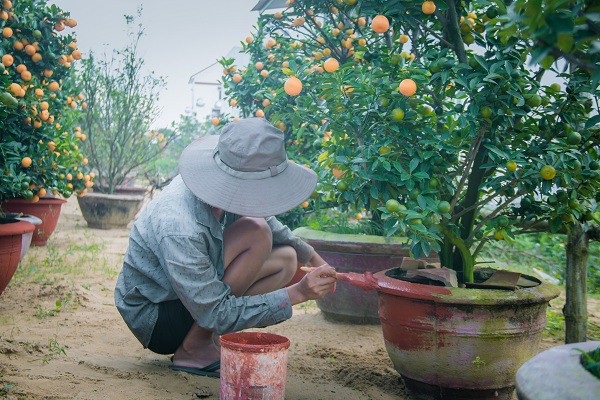 Người trồng quất kiểng Hội An sẵn sàng cho Tết Nguyên đán - Ảnh 8. Người trồng quất kiểng Hội An sẵn sàng cho Tết Nguyên đán - Ảnh 8.