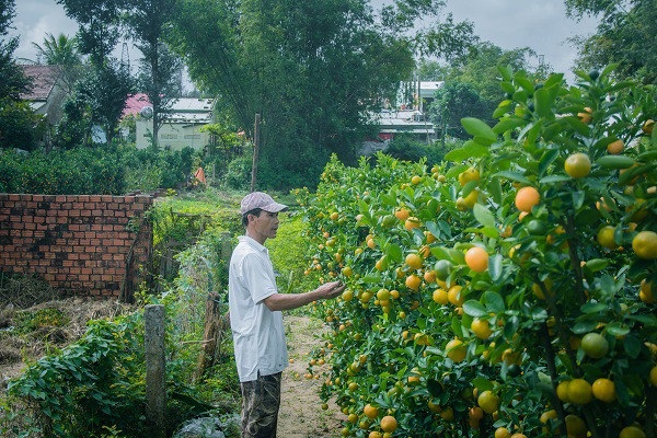Người trồng quất kiểng Hội An sẵn sàng cho Tết Nguyên đán - Ảnh 9. Người trồng quất kiểng Hội An sẵn sàng cho Tết Nguyên đán - Ảnh 9.