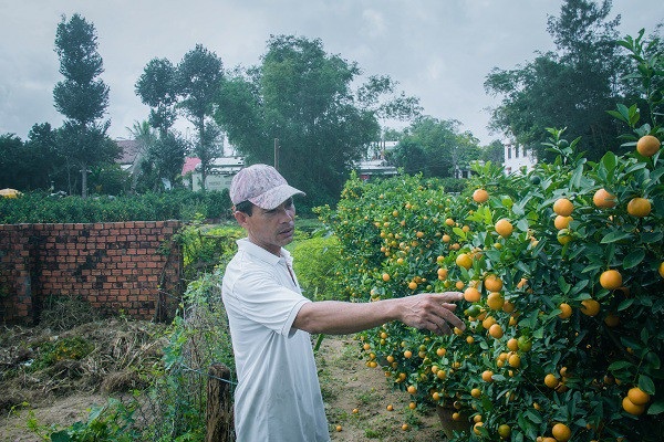 Người trồng quất kiểng Hội An sẵn sàng cho Tết Nguyên đán - Ảnh 10. Người trồng quất kiểng Hội An sẵn sàng cho Tết Nguyên đán - Ảnh 10.