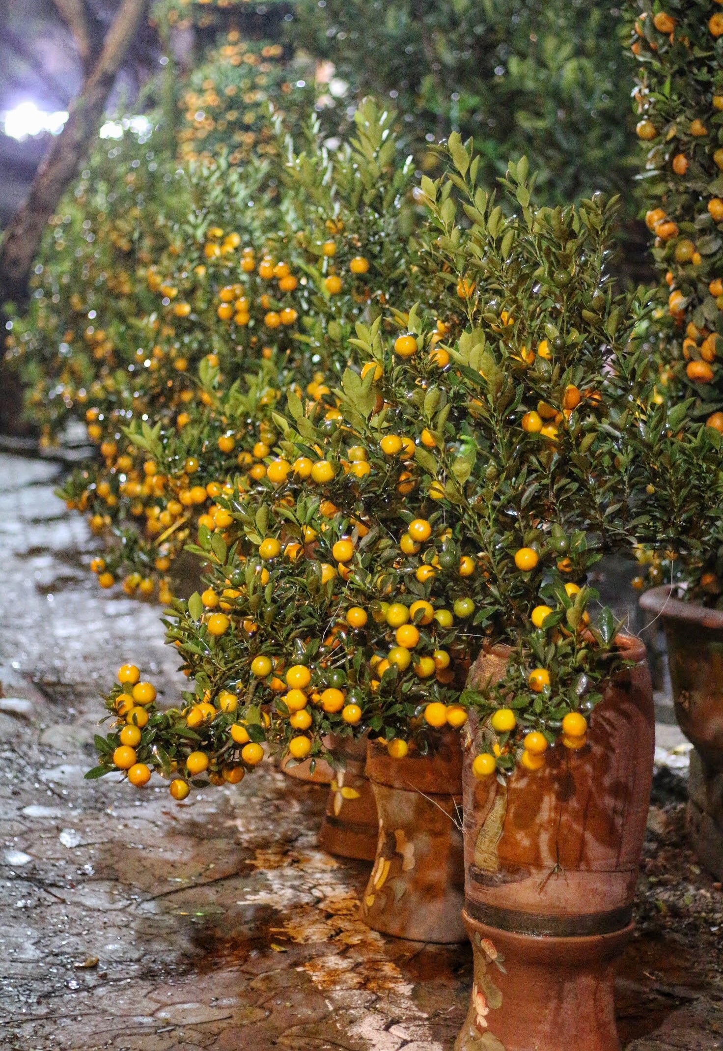 Lo mất trộm, người Hà Nội dựng lều đốt lửa trông đào xuyên đêm - Ảnh 9. Lo mất trộm, người Hà Nội dựng lều đốt lửa trông đào xuyên đêm - Ảnh 9.